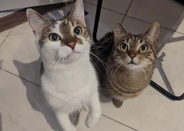 Sweet Home & Sweet Cats & Fast Internet